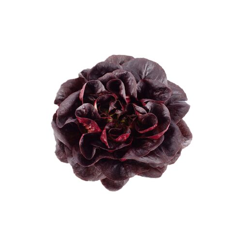 LECHUGA SALANOVA PREMIUM MORADA HIDROPONICA x UNIDAD