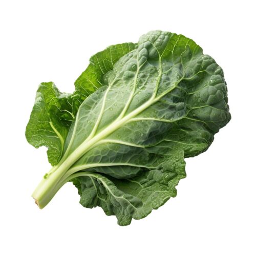 ACELGA PREMIUM x PAQUETE