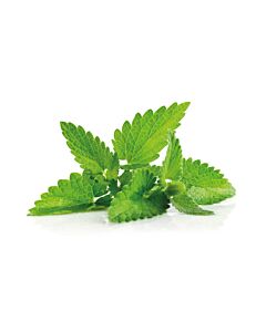 MENTA HIDROPONICA x  PAQUETE