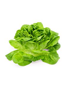 LECHUGA SALANOVA PREMIUM HIDROPONICA x UNIDAD