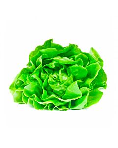 LECHUGA  MANTECA x  KG